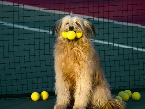 Funny Dogs
