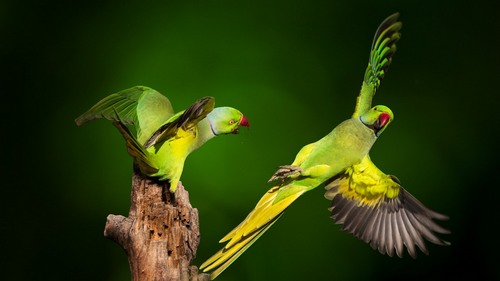 Computer Desktop Wallpapers Collection. www.cwer.ru