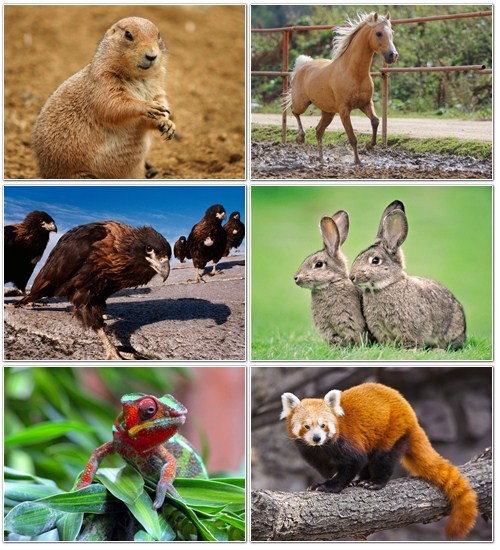 Beautiful Animals