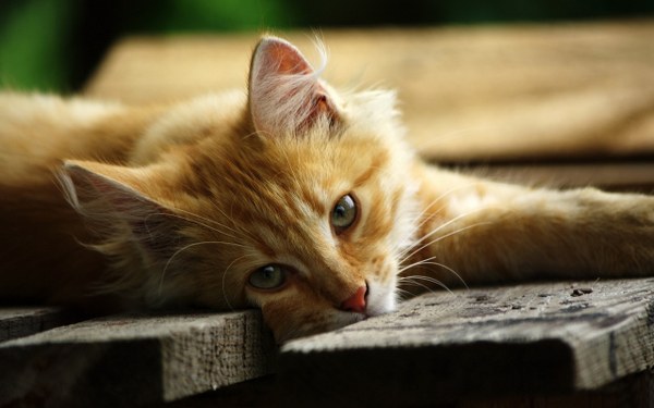 New Mixed HD Wallpapers Pack 367