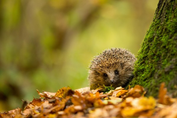 New Mixed HD Wallpapers Pack 342